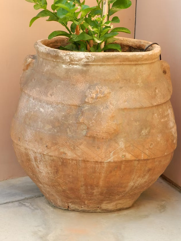 1785 Italian Olive Planter