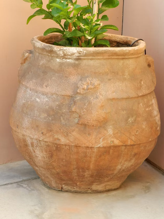 1785 Italian Olive Planter